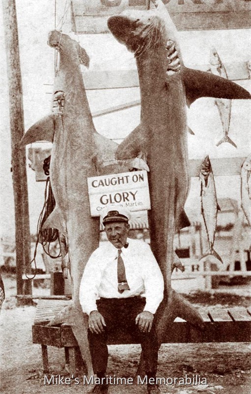 GLORY Shark Catch – 1931 Captain Jacob 'Jake' Martin sitting pretty with a couple of local Florida denizens caught aboard his "GLORY" from Miami, FL circa 1931. The "GLORY" normally sailed from Sheepshead Bay, Brooklyn, NY, but sailed from Miami during the winter months back in the 1930's.