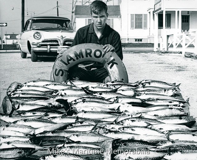 SHAMROCK Mackerel Catch – 1965 A young Captain John Bogan Jr. displays his catch of Boston mackerel. He caught this mess of mackerel in 1965 while fishing aboard the "SHAMROCK" from Point Pleasant Beach, NJ. Photo courtesy of Captain John Bogan Sr.