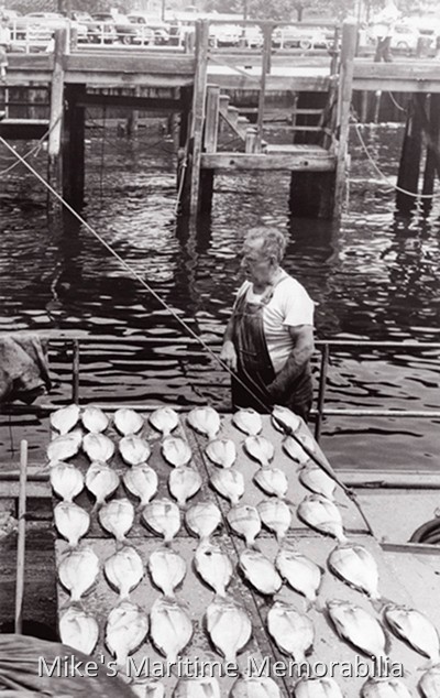 Sheepshead Bay Porgy Catch – 1955 Typical of the dockside scene at Sheepshead Bay, Brooklyn, NY in 1955, this salty mate is displaying his catch of very large Porgies for sale to passerby.