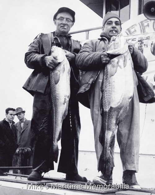 EFFORT Cod, Brooklyn, NY – 1954 A nice pair of cod caught aboard the "EFFORT" from Sheepshead Bay, Brooklyn, NY in 1954. The Sheepshead Bay party boats that specialized in cod fishing during this era had large weekly pools that were for the largest fish caught among the participating vessels and a season-long pool that often topped $10,000. On the left in the photo is Al Wridings, the boat's engineer and on the right is Duke, also known as "Frenchie" who ran the galley aboard the boat. Photo Courtesy of the Captain Fred Wrege and Charles VanDerVoort families.