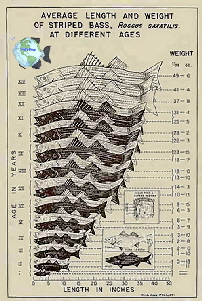 Striper Length vs. Weight